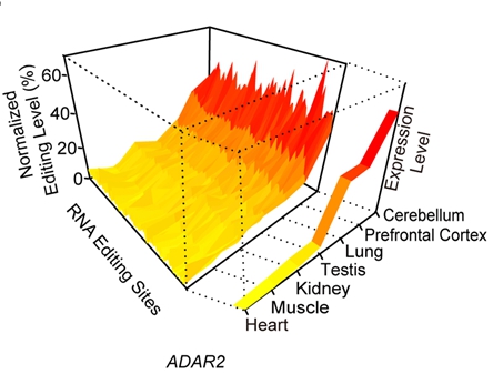 恒河猴全编辑组（PLoS Genetics, 2014; Mol Biol Evol, 2014）