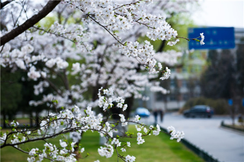 花明路不迷。